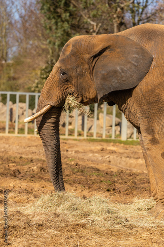 Elephant eating hay
