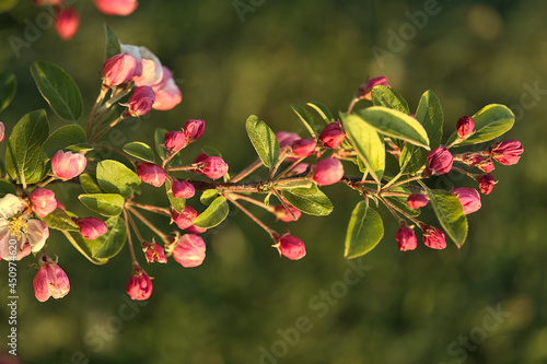 Beautiful closeup spring view of pink flowering crab apple (Malus Sylvestris) tree blossoms in warm evening light on blurred background, Ballinteer, Dublin, Ireland. Soft and selective focus photo
