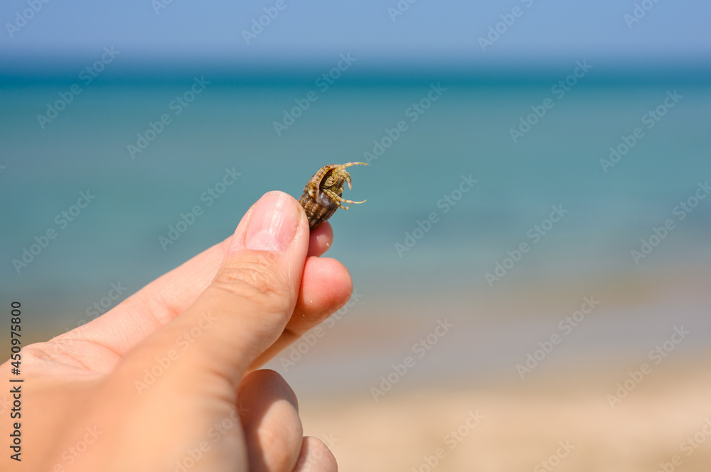 Fototapeta premium Small live hermit crab in a male hand on the background of the sea. Selective focus on hermit crab