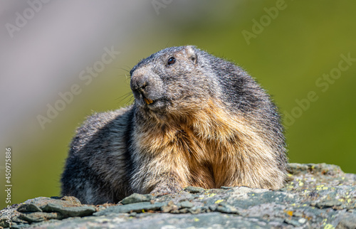 Alpine marmot resting on stone in Hohe tauern National Park late summer