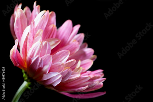 Dark pink chrysanthemum flowers with yellow centers and white tips on the petals on a black background.