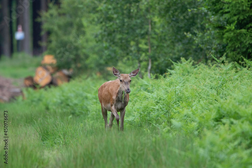 Biche dans un chemin de fougères