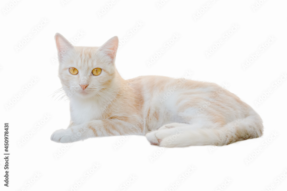 Cat light isolate on a white background Cat light isolate on a white background