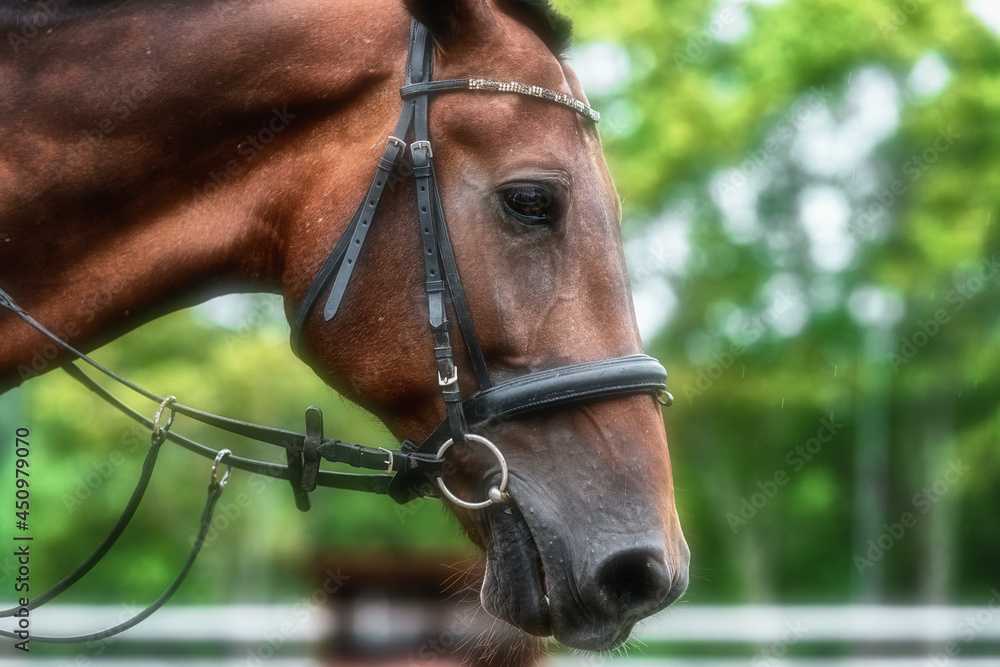 Fototapeta premium portrait of a horse