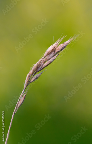 ears of wheat in the field
