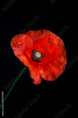 red poppy on black