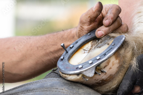 A blacksmith at work: A farrier nails a horseshoe on a hoof; nailing a horseshoe-nail, close-up of a working hand