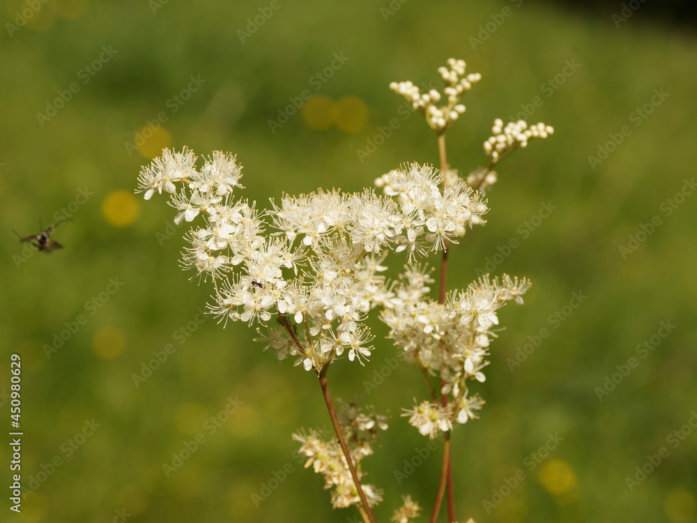 Filipendula ulmaria - Reine-des-prés ou Barbe de bouc à floraison blanc crème d'interêt décoratif Filipendula ulmaria - Reine-des-prés ou Barbe de bouc à floraison blanc crème d'interêt décoratif