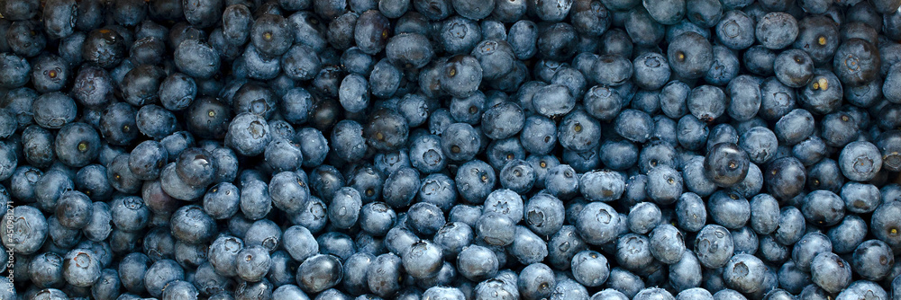Blueberry berry background, top view. Fresh blueberry background. Water drops on ripe blueberries. Background from freshly picked blueberries, top view. Blue berries of blueberry top view. Blueberry berry background, top view. Fresh blueberry background. Water drops on ripe blueberries. Background from freshly picked blueberries, top view. Blue berries of blueberry top view.