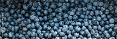 Blueberry berry background, top view. Fresh blueberry background. Water drops on ripe blueberries. Background from freshly picked blueberries, top view. Blue berries of blueberry top view.