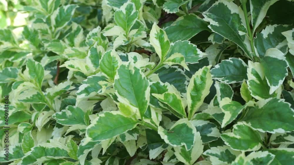 Styrax japonica variegata leaves with a natural background Styrax japonica variegata leaves with a natural background