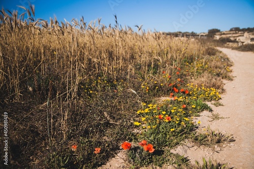 The Munxar Path in the country of Malta © chemistkane