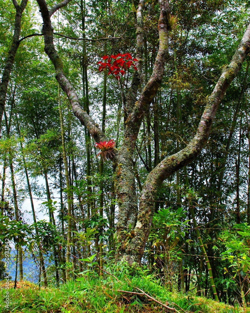 Fototapeta premium arbol