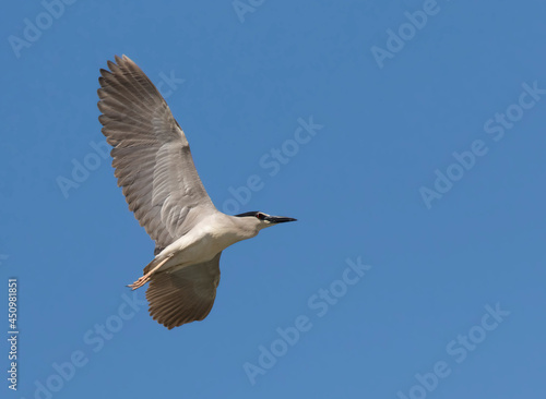 Black-crowned Night Heron