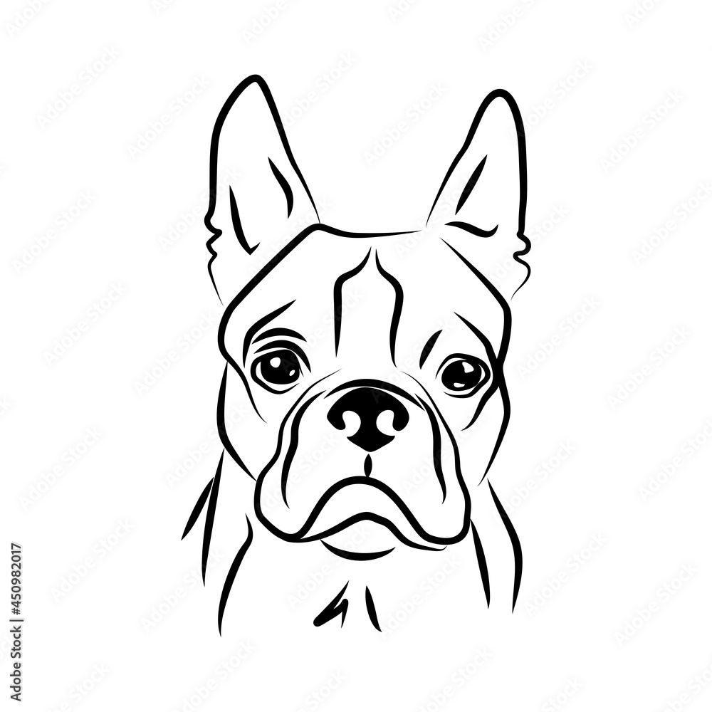 vector contour boston terrier head, logo purebred pet, white black dog portrait, companion and animal friendship, realistic simple face
