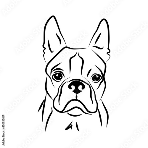 vector contour boston terrier head  logo purebred pet  white black dog portrait  companion and animal friendship  realistic simple face