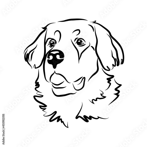 vector contour bernese mointain dog head, logo purebred pet, white black dog portrait, companion and animal friendship, realistic simple face
