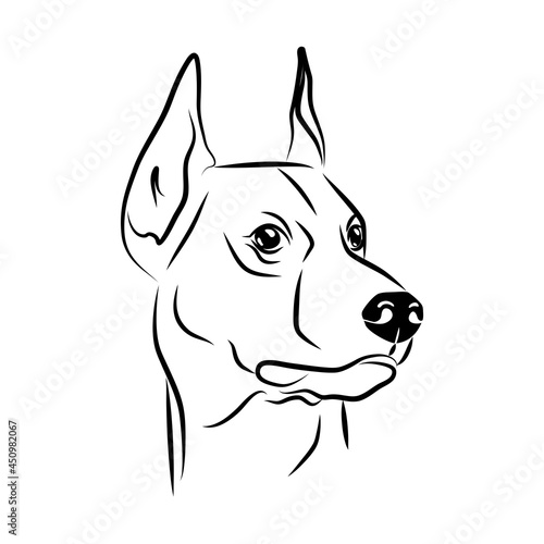 vector contour doberman head, logo purebred pet, white black dog portrait, companion and animal friendship, realistic simple face