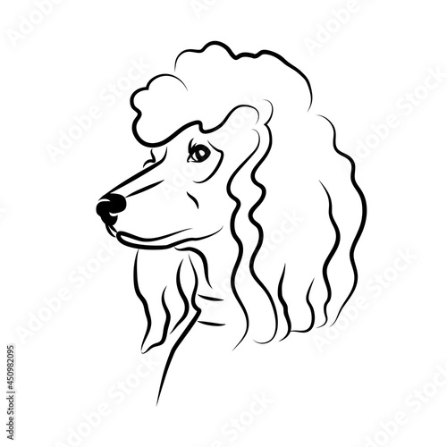 vector contour poodle head, logo purebred pet, white black dog portrait, companion and animal friendship, realistic simple face