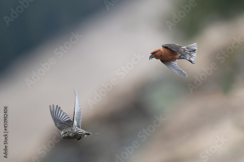 Pair of red crossbill or common crossbill (Loxia curvirostra) in flight photo