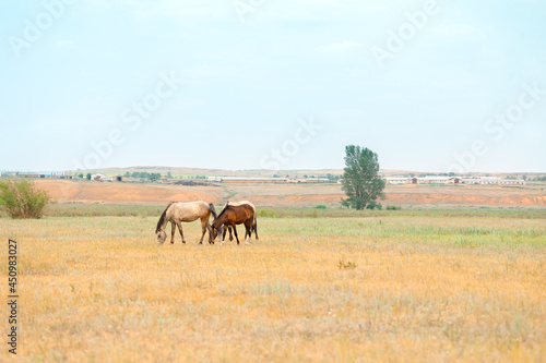 Herd of horses with foals graze in meadow. Countryside landscape of horses eat grass in field on hot summer day.