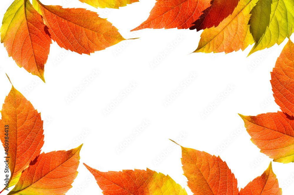 Autumn colorful bright green red yellow grape leaves on white isolated background Autumn colorful bright green red yellow grape leaves on white isolated background