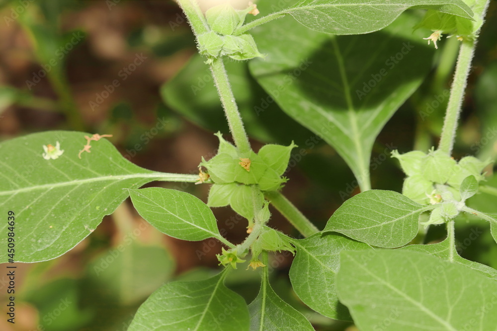 Ashwagandha plant with raw fruits of Ashwagandha Ashwagandha plant with raw fruits of Ashwagandha