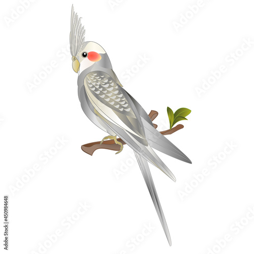 innamon  cockatiel cute tropical bird funny  parrot watercolor style  on a white background vintage vector illustration editable hand draw