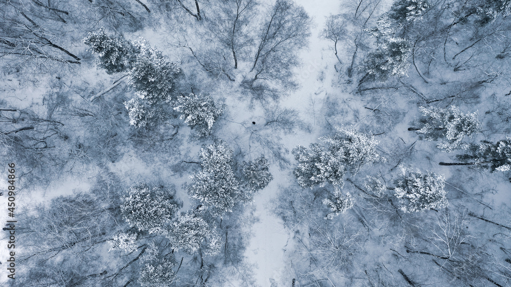 Flying over the winter snow forest on a drone. A beautiful view from above in a snow storm in the Russian forest.