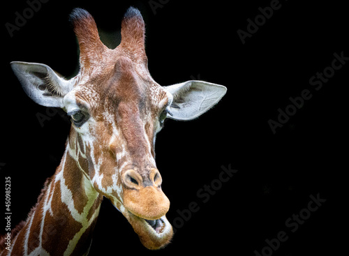 a tall giraffe on a black background