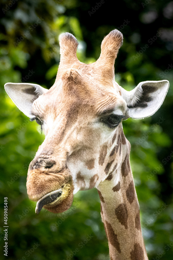 Fototapeta premium an African giraffe feeding on grass