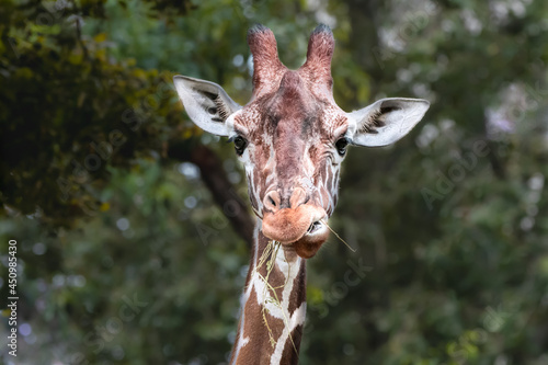 a tall giraffe feeding on grass