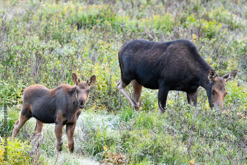 Moose in the Colorado Rocky Mountains Moose in the Colorado Rocky Mountains