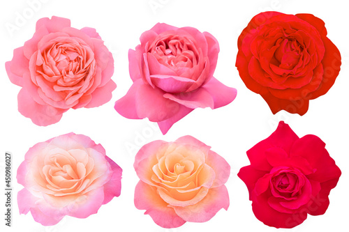 Blossom Red Tone Roses on a white background.Rose with clipping path.