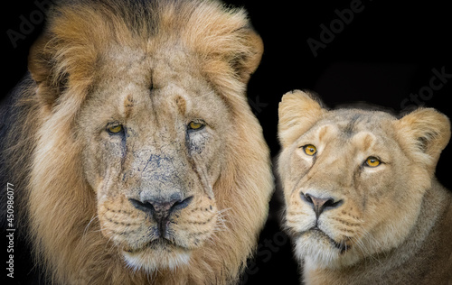 portrait of two lions