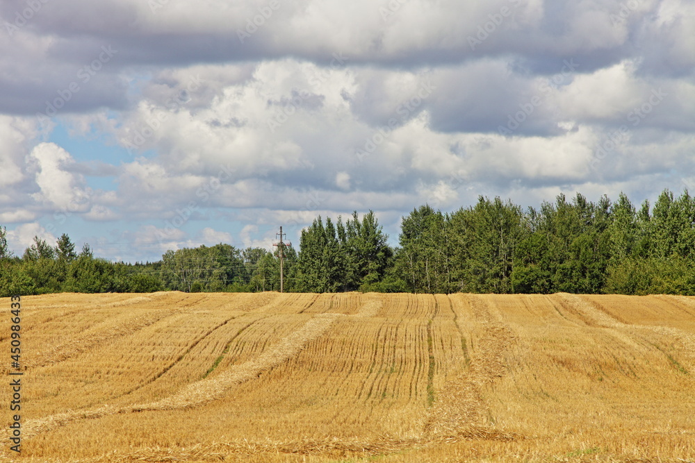 Harvested field with yellow hay at summer day against a green forest trees on horizon with cloudy sky , European rural agriculture landscape cereals harvest, country life natural panoramic view