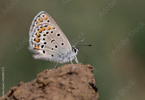 Wallpaper Mural Anatolian Brown Argus Torontodigital.ca