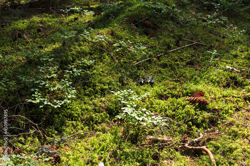 Warm sunbeams illuminating moss in the forest photo