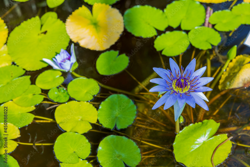 Close up view of Nymphaea caerulea blue water lily tropical flower. Sweden. Close up view of Nymphaea caerulea blue water lily tropical flower. Sweden.