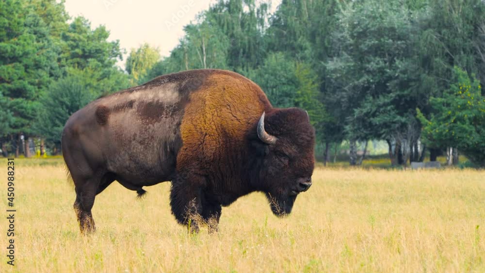 Wild Bison in the meadow, Portrait of American bison, Protection of Nature Concept. Bisons in their natural environment. Animal in the wild, Wildlife in Nature Reserve, Telephoto lens close up 4k Wild Bison in the meadow, Portrait of American bison, Protection of Nature Concept. Bisons in their natural environment. Animal in the wild, Wildlife in Nature Reserve, Telephoto lens close up 4k