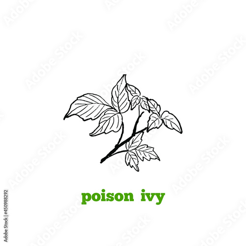 Hand drawing of toxic poisonous plant Poison ivy branch with leaves  in vintage engraving style