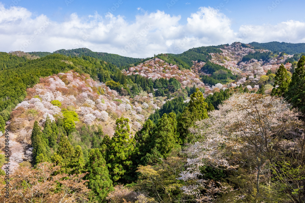 吉野山の桜