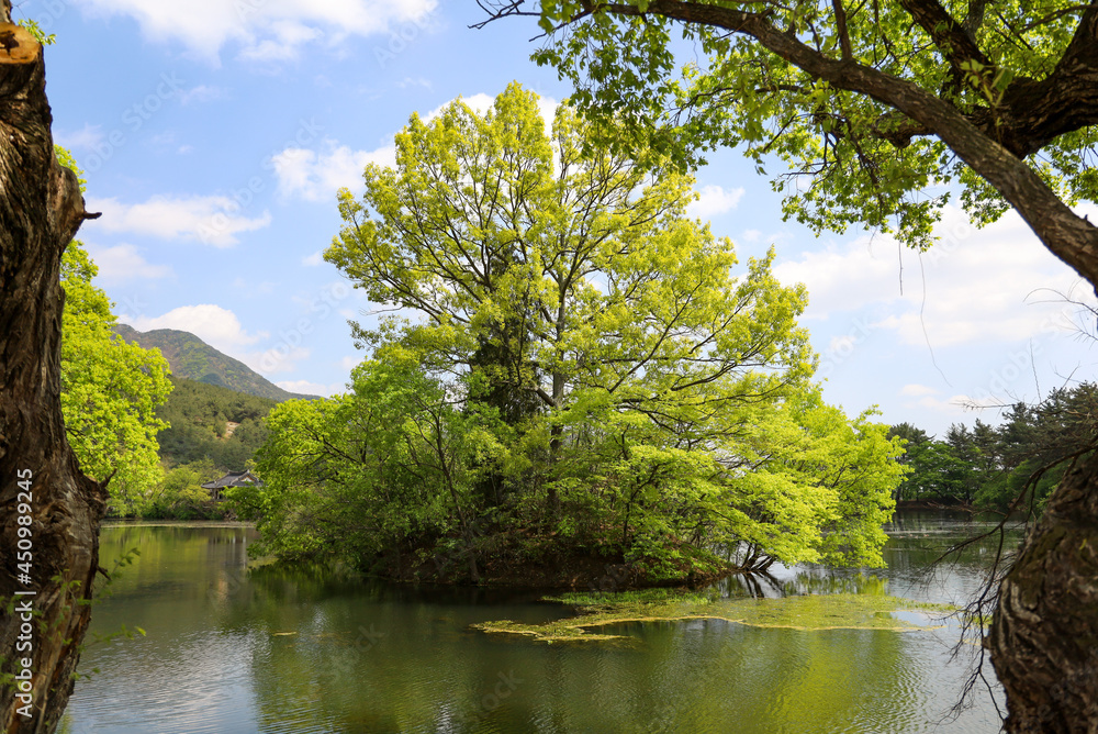 Fototapeta premium A large tree on a beautiful lake