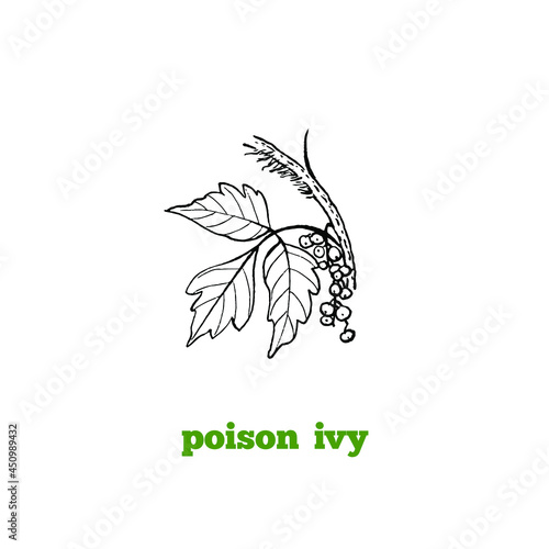 Hand drawing of toxic poisonous plant  Poison ivy branch in vintage engraving style