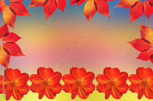 Autumn beautiful red yellow grape leaves with colorful cosmos flowers on abstract colorful background
