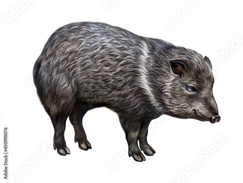 The collared peccary (Pecari tajacu)