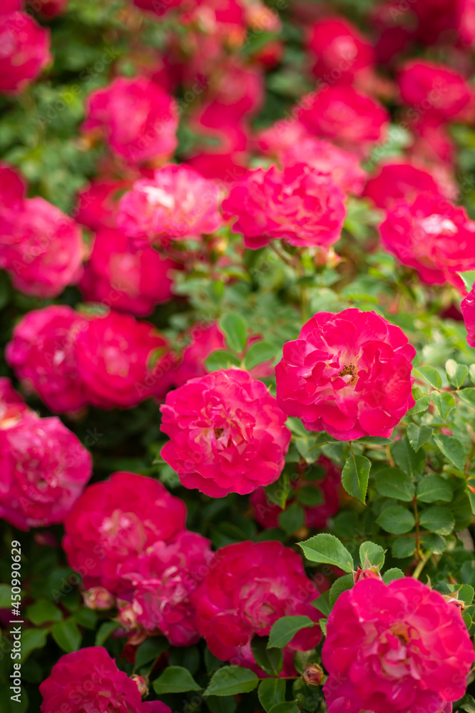 薔薇の彩り 薔薇の彩り