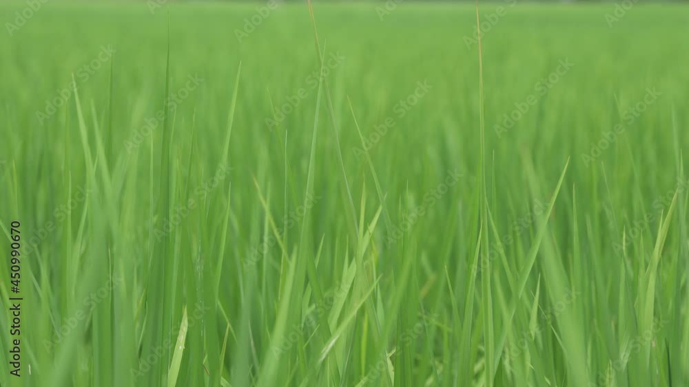 close-up view wind blowing green rice leaves on rice field for green nature background close-up view wind blowing green rice leaves on rice field for green nature background