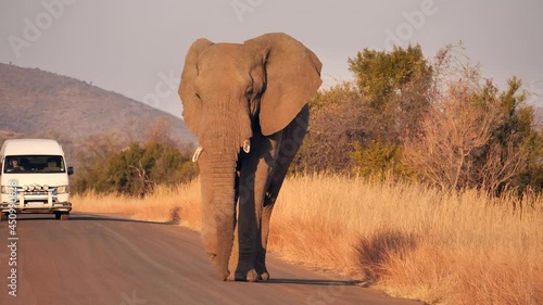 huge male elephant in sunset lighting walks down tar road toward camera