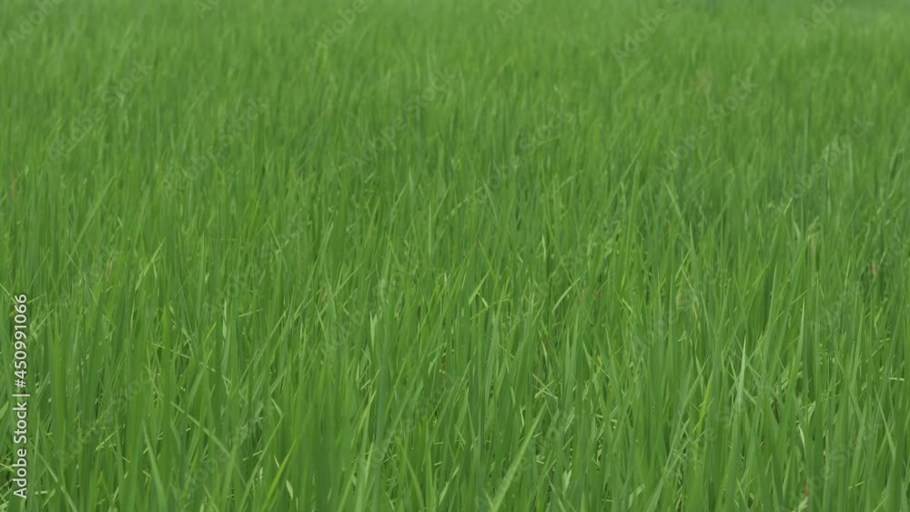close-up view wind blowing green rice leaves on rice field for green nature background close-up view wind blowing green rice leaves on rice field for green nature background